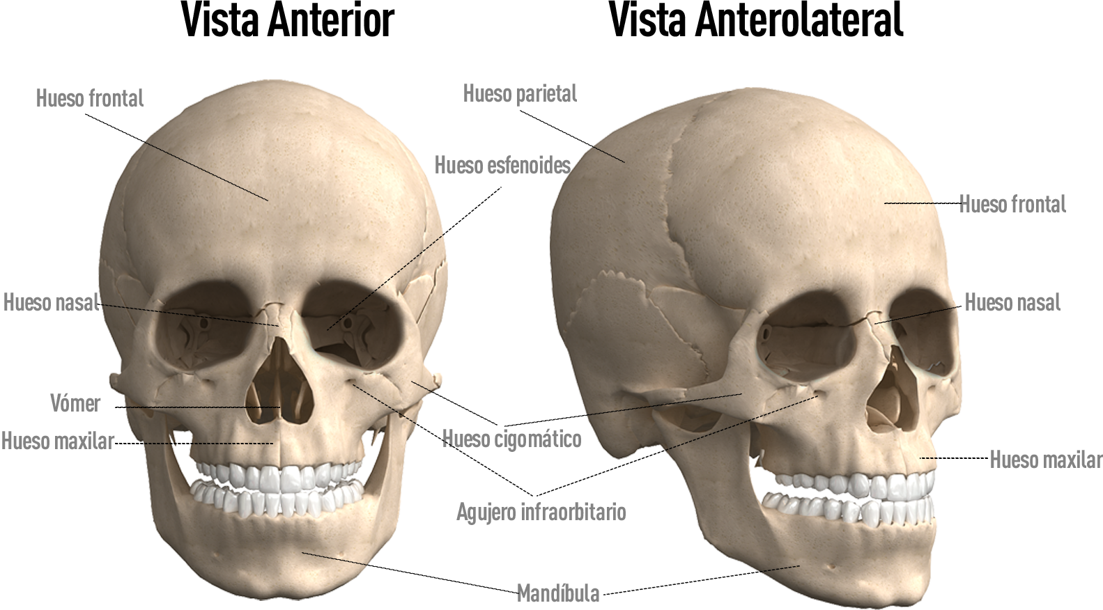 Anatomia Del Craneo 6173